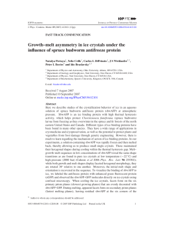 Growth--melt asymmetry in ice crystals under the influence of spruce