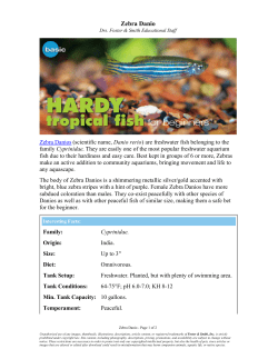 Zebra Danio - Live Aquaria