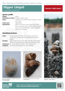 Slipper Limpet - Biodiversity Ireland