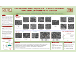 Microscopic Examination of Changes of Plant Cell Structure in Corn