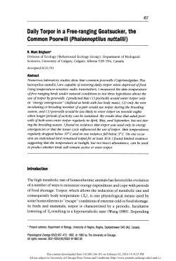 Daily Torpor in a Free-ranging Goatsucker, the Common Poorwill