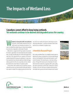 The Impacts of Wetland Loss - Saskatchewan Prairie Conservation