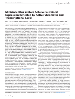 Minicircle DNA Vectors Achieve Sustained