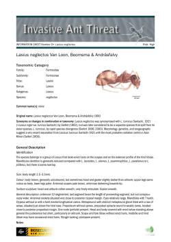 Lasius neglectus - Landcare Research