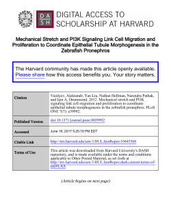 Mechanical Stretch and PI3K Signaling Link Cell Migration and