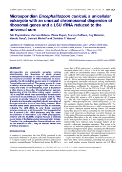 Microsporidian Encephalitozoon cuniculi, a unicellular eukaryote