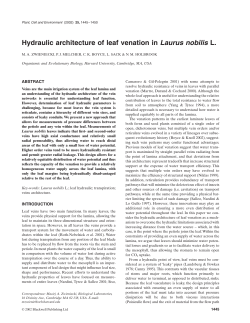 Hydraulic architecture of leaf venation in Laurus nobilis L.