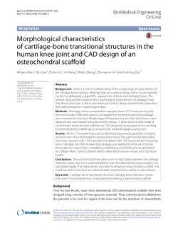 Morphological characteristics of cartilage