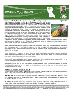 high temperatures causing some partially-filled ears?