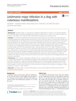 Leishmania major infection in a dog with