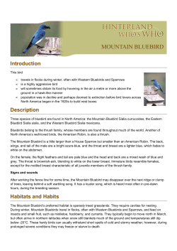 Mountain Bluebird