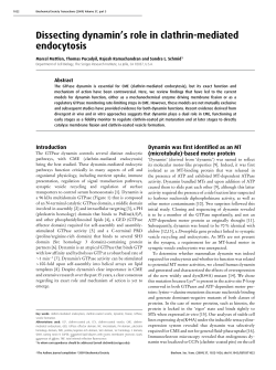 Dissecting dynamin`s role in clathrin