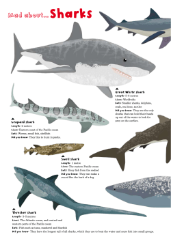Mad about... Sharks