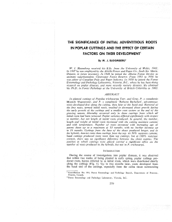the significance of initial adventitious roots in poplar