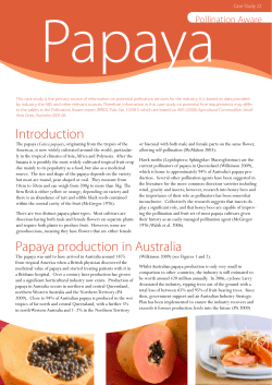 Papaya production in Australia Introduction