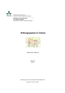 Arthrogryposis in Calves