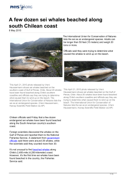 A few dozen sei whales beached along south Chilean coast