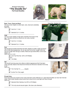The Doodle Do - ASD Companion Labradoodles