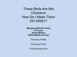 These Birds Are Not Chickens! How Do I Make Them GO AWAY?