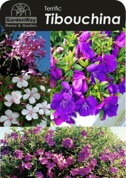 Tibouchina - GardenWay