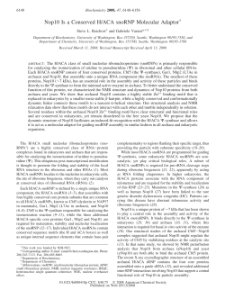 Nop10 Is a Conserved H/ACA snoRNP Molecular Adaptor&dagger;