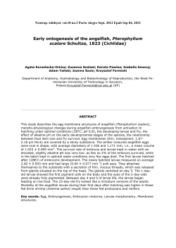 Early ontogenesis of the angelfish, Pterophyllum scalare Schultze