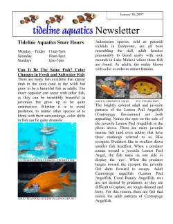 Color changes in Fresh and Saltwater fish