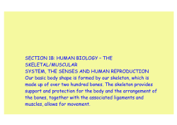 SECTION 1B: HUMAN BIOLOGY – THE SKELETAL/MUSCULAR