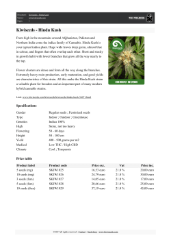 Kiwiseeds - Hindu Kush