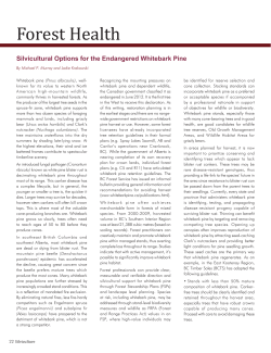 Forest Health: Silvicultural Options for the Endangered Whitebark