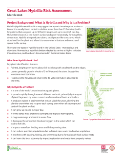 Great Lakes Hydrilla Risk Assessment