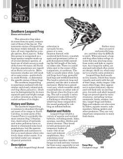 Southern Leopard Frog