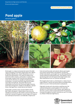 Pond apple - Department of Agriculture and Fisheries