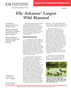 Elk: Arkansas` Largest Wild Mammal - FSA9099