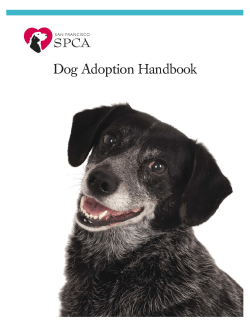 dog adoption handbook: table of contents