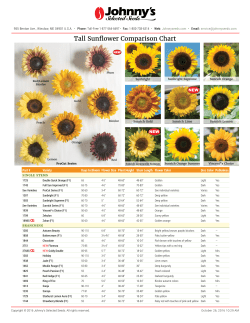 Tall Sunflower Varieties