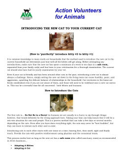 introducing the new cat to your current cat
