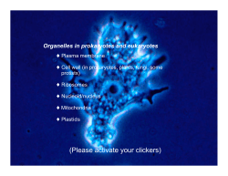 Cell Architecture, Part II