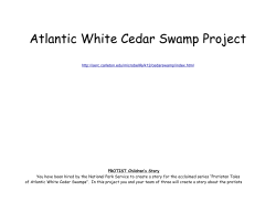 Atlantic White Cedar Swamp Project