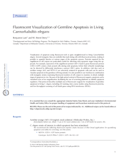 Fluorescent Visualization of Germline Apoptosis in Living