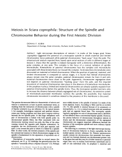 Meiosis in Sciara coprophila : Structure of the Spindle and