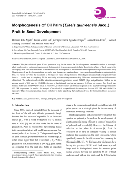Morphogenesis of Oil Palm (Elaeis guineensis Jacq.) Fruit in Seed