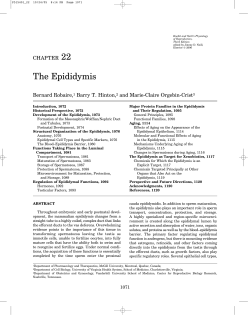The Epididymis