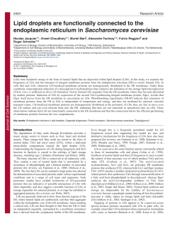 Lipid droplets are functionally connected to the endoplasmic