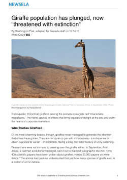 Giraffe population has plunged, now "threatened