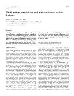 TRA-1A controls fog-3 expression in germ cells - Development