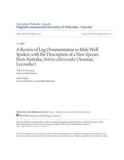 A Review of Leg Ornamentation in Male Wolf Spiders, with the