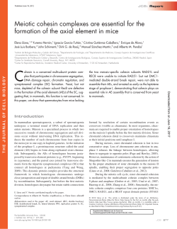 Meiotic cohesin complexes are essential for the formation of the