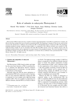 Role of subunits in eukaryotic Photosystem I