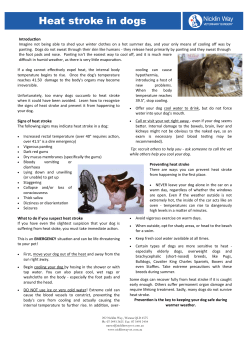 Heat stroke in dogs
